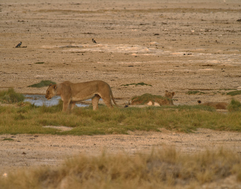 Okaukuejo, Lion